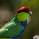 IMGP7742