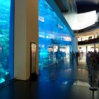 Dubai Mall Aquarium