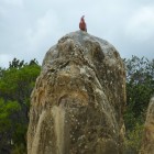 Papagei auf einem Pinnacle