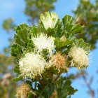 Blume im Nambung National Park