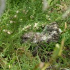 Echse am Indian Ocean Drive in der Nähe vom Nambung National Park