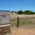 Leaning Tree bei Greenough