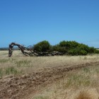 Leaning Tree bei Greenough