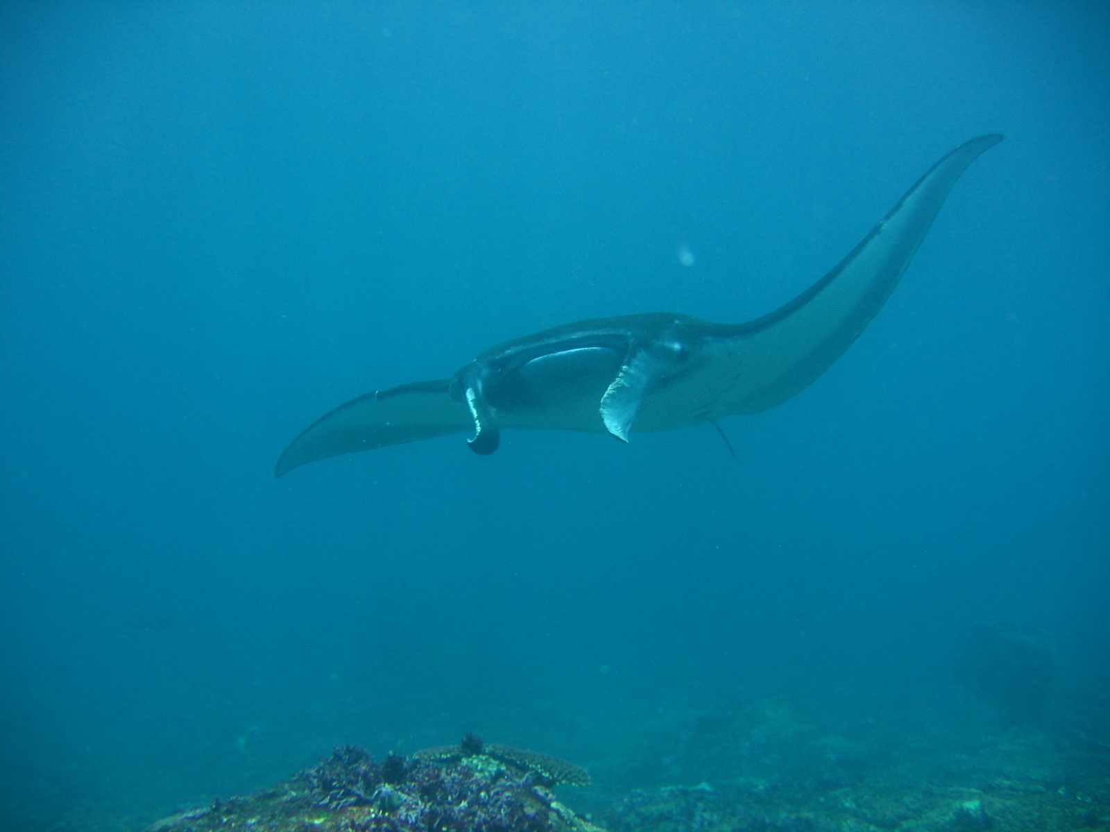 Manta