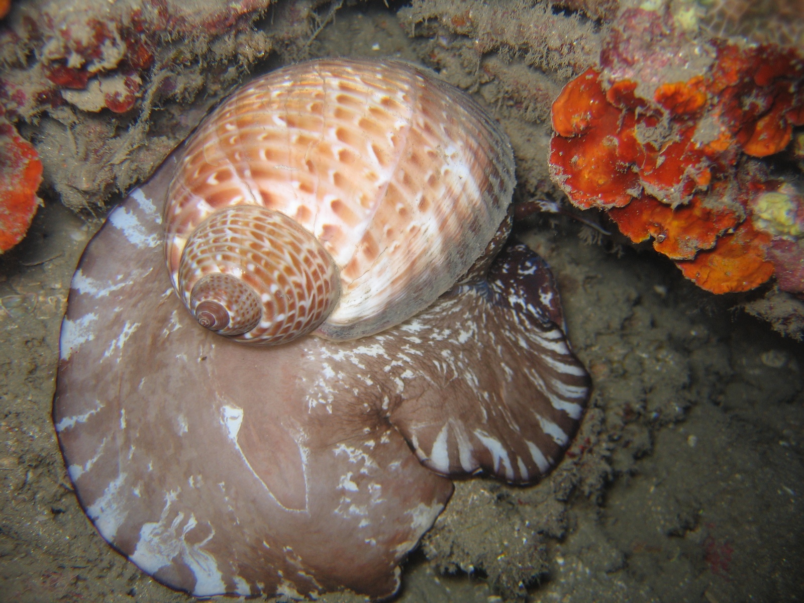 Tonna perdix Schnecke beim Nachttauchgang