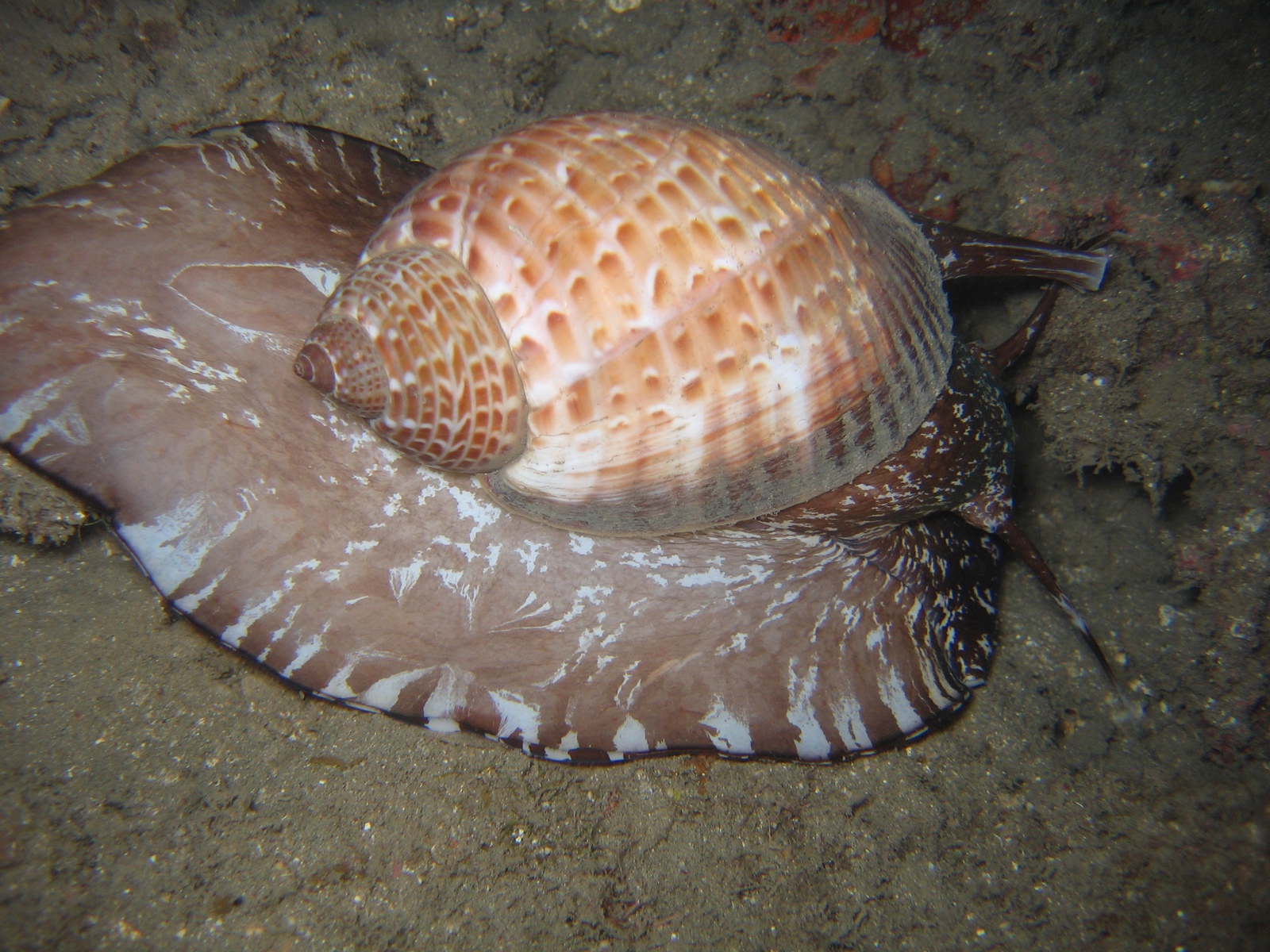 Tonna perdix Schnecke beim Nachttauchgang