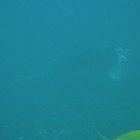 Manta!