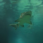 Underwater Adventures in der Mall of America