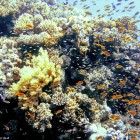 Fischsuppe knapp unter der Wasseroberfläche
