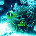 Anemonenfische
