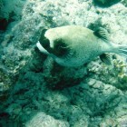 Maskenkugelfisch